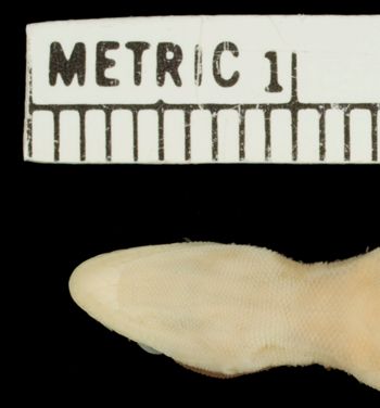Media type: image;   Herpetology R-124315